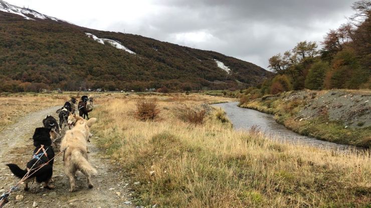 Petit tour en chiens de traineau - Elevage Siberianos de Fuego - Terre de Feu - Argentine