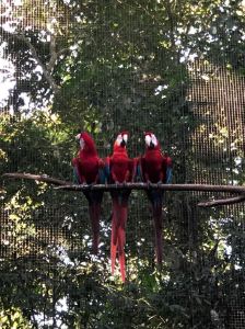 Aras rouges - Parque Das Aves - Iguazu - Argentine