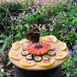 Nourriture pour papillons et colibris - Parque Das Aves - Iguazu - Brésil