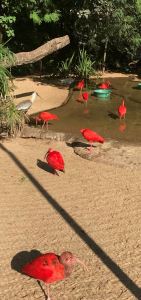 Ibis Rouges - Parque Das Aves - Iguazu - Brésil