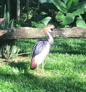 Oiseau dont j'ai perdu le nom - Parque Das Aves - Iguazu - Brésil