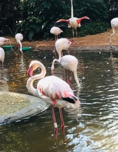 Flamants roses - Parque Das Aves - Iguazu - Brésil