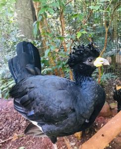 Parque Das Aves - Iguazu - Brésil