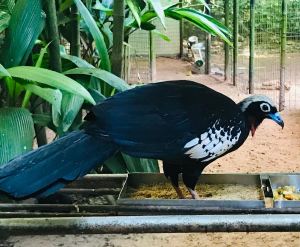 Parque Das Aves - Iguazu - Brésil