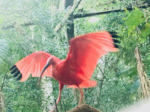 Ibis rouge - Parque Das Aves - Iguazu - Brésil