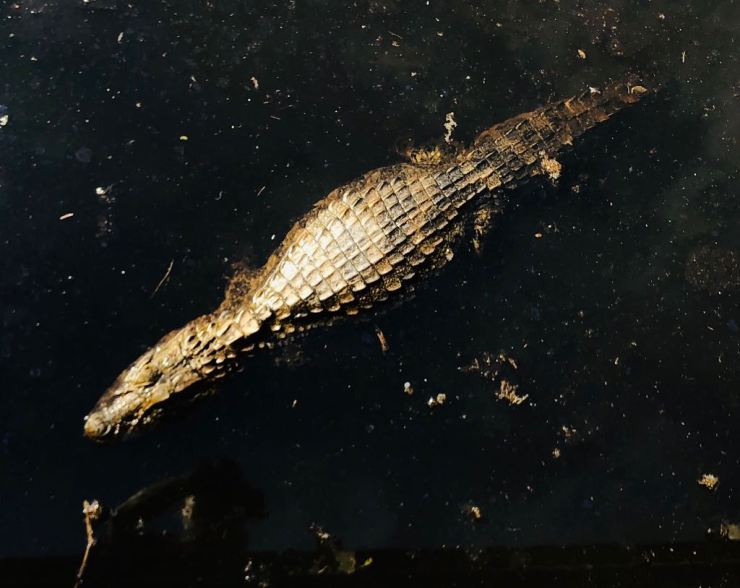 Caïman - Parc d'Iguazu