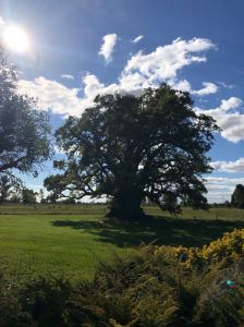 El Ombu - Arbre symbole d'Argentine - Pampa - argentine