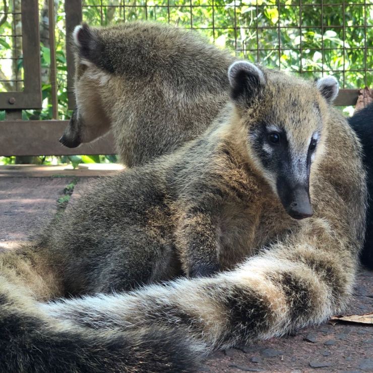 Coatis devant les cages à touristes - Iguazu côté Argentine