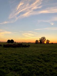 Coucher de soleil sur la Pampa - Argentine