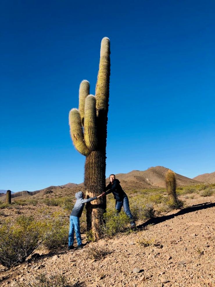 Cactus Candelabre - Altiplano - Noroeste - Argentine