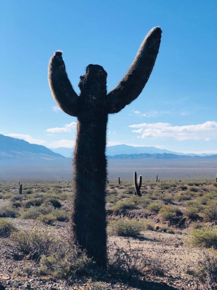 Cactus Candelabre - Altiplano - Noroeste - Argentine