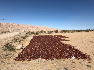 Piments séchant au soleil - Noroeste - Argentine