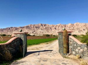 Vigne et quebrada - Finca Del Carmen - Noroeste - Argentine