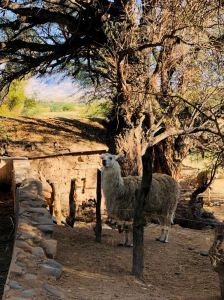 Lama - Finca Del Carmen - Noroeste - Argentine