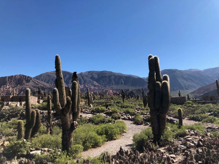 Cactus Candelabres et vieilles pierres - Pucara de Tilcara - Nordeste - Argentine