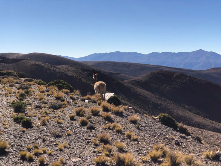 Vigogne - Col de Petrorillos - Nordeste - Argentine