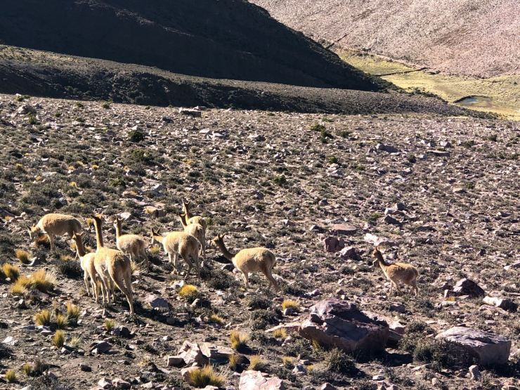 Vigognes - Col de Petrorillos - Nordeste - Argentine