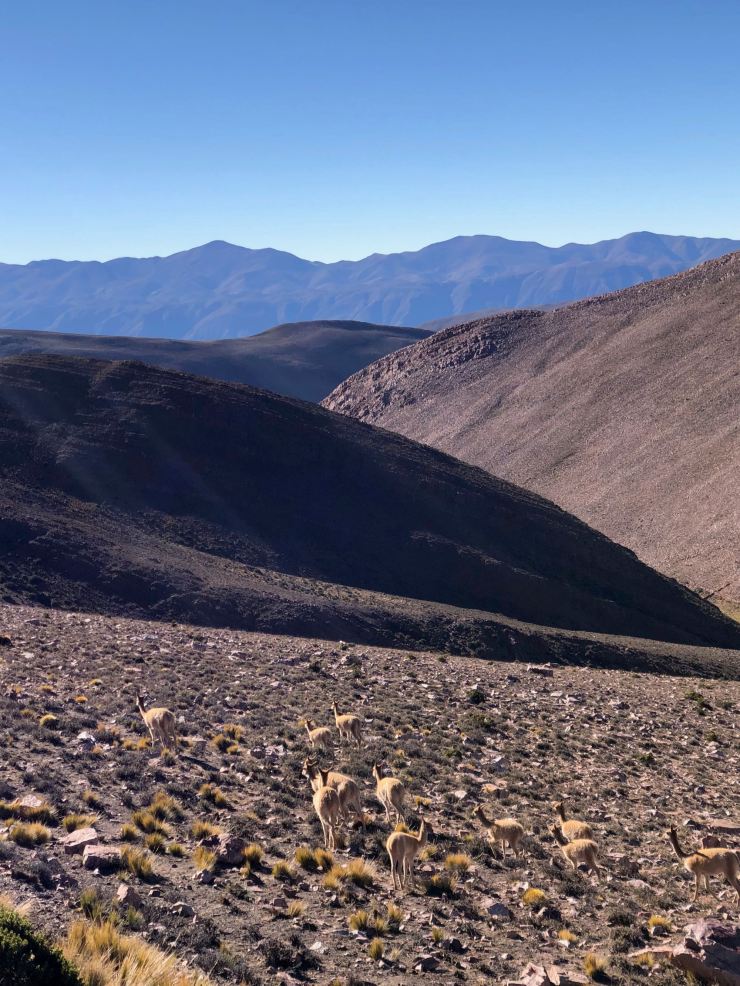 Vigognes - Col de Petrorillos - Nordeste - Argentine