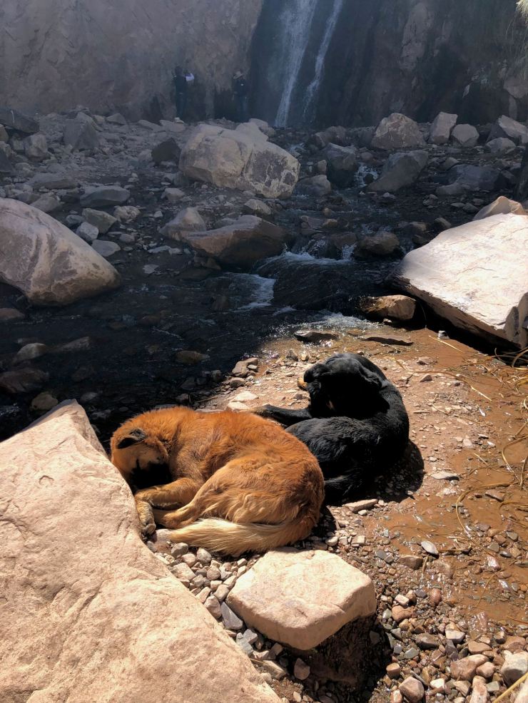 Chiens assoupis au frais - Garganta del Diablo - Tilcara- Nordeste - Argentine