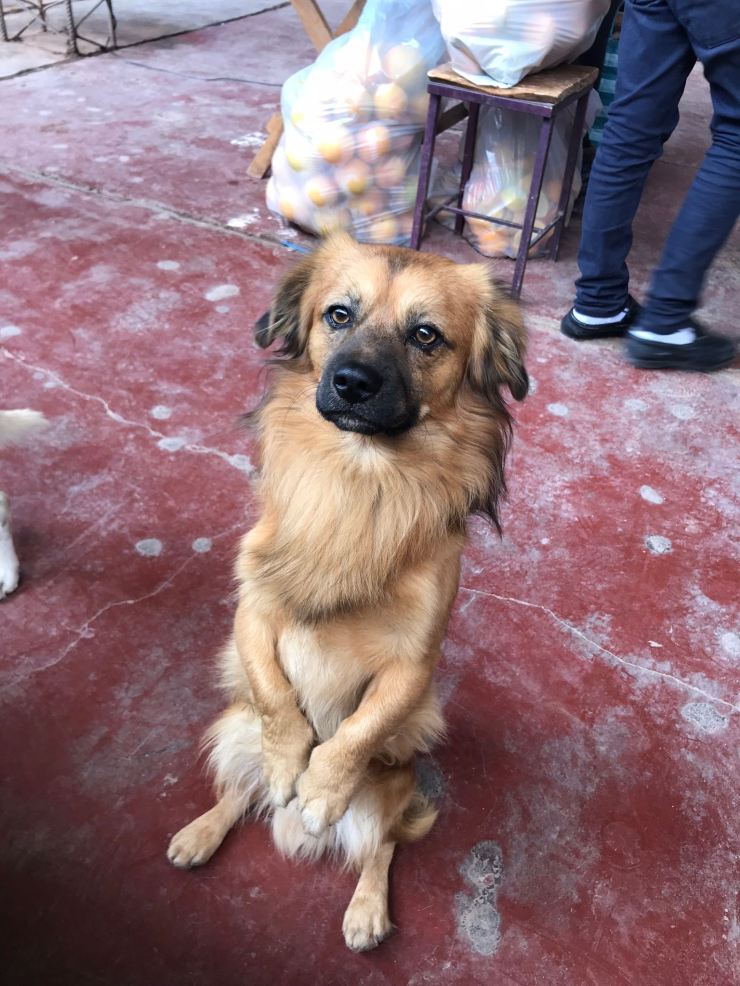 Sérieux, donne moi un truc à manger ! - Au marché de Tilcara - Nordeste - Argentine