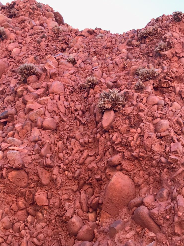 Roche écarlate et plantes résistantes ! - Quebrada de la senoritas - Uquia - Nordeste - Argentine