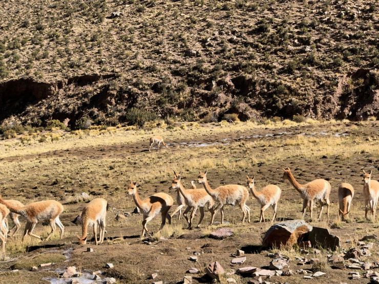 Vigognes trop belles ! - El Hornocal, 4350 mètres - Nordeste - Argentine