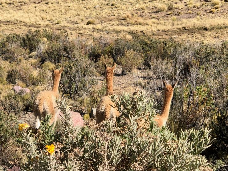 Vigognes trop belles ! - El Hornocal, 4350 mètres - Nordeste - Argentine