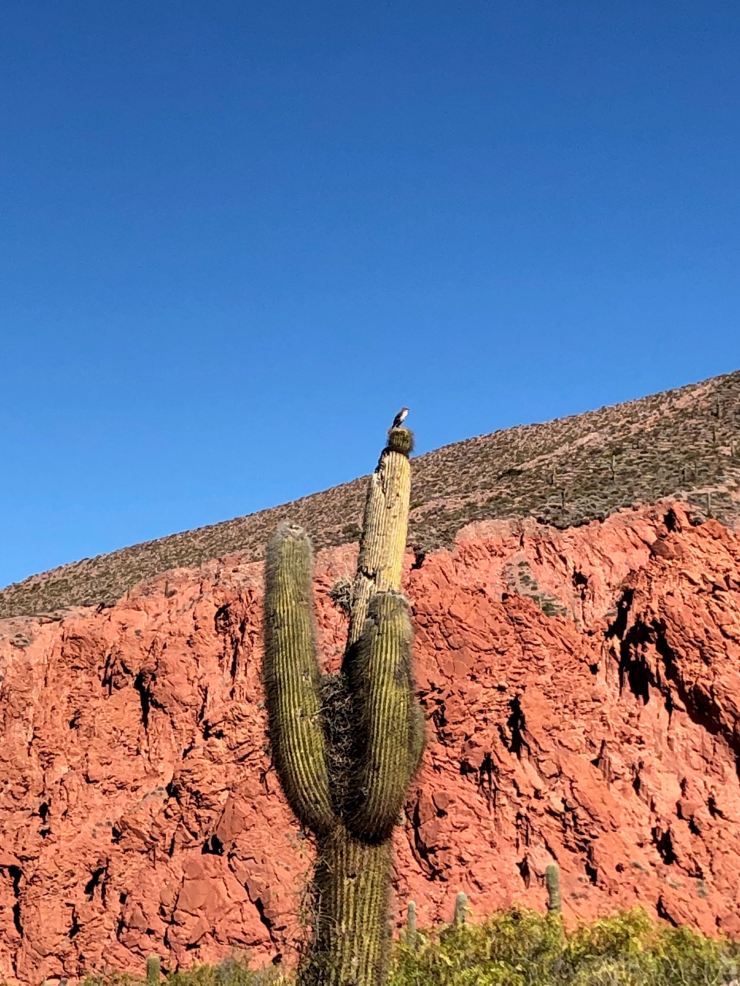 L'oiseau fait son nid au sommet du cactus - Quebrada de la senoritas - Uquia - Nordeste - Argentine