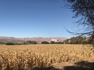 Champs de blé - Noroeste - Argentine