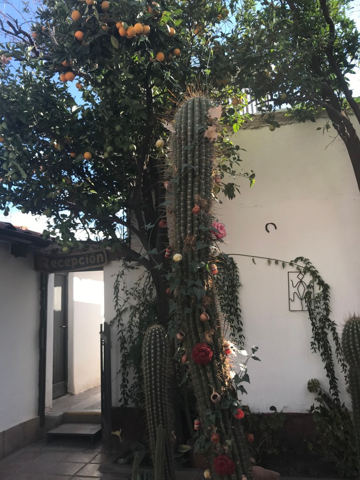 Cactus en fleur et oranger - Dans le patio de notre hôtel - Cafayate - Noroeste - Argentine