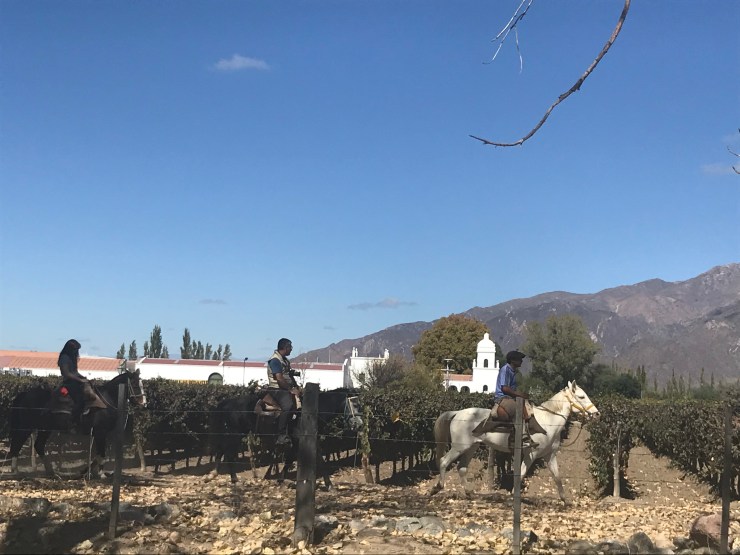 Gauchos dans les vignes de Cafayate - Noroeste - Argentine