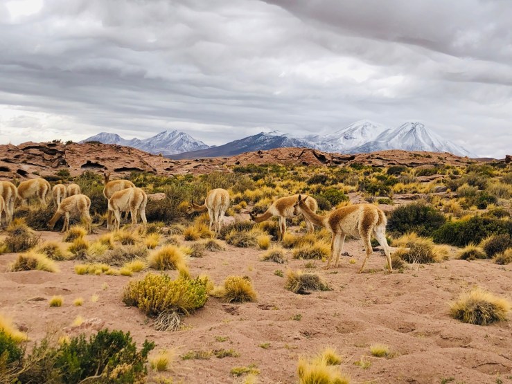 Vigognes - Lagunas Miscanti y Miniques - Désert d'Atacama - Chili