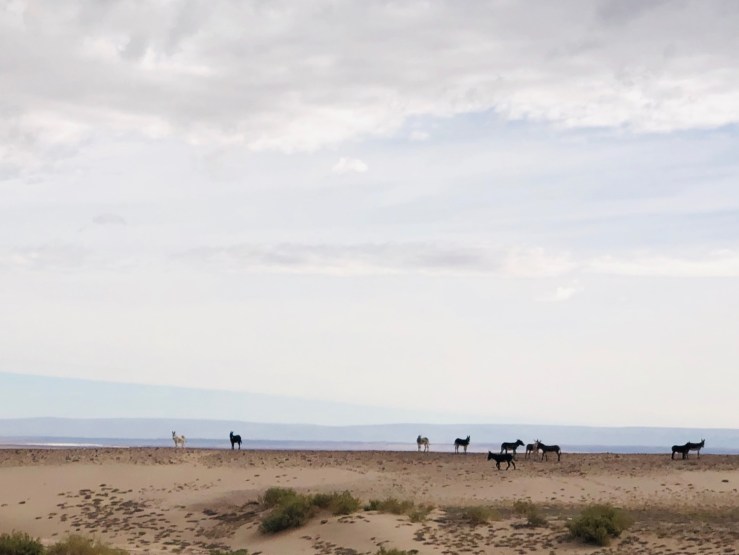 On the road - Désert d'Atacama - Chili