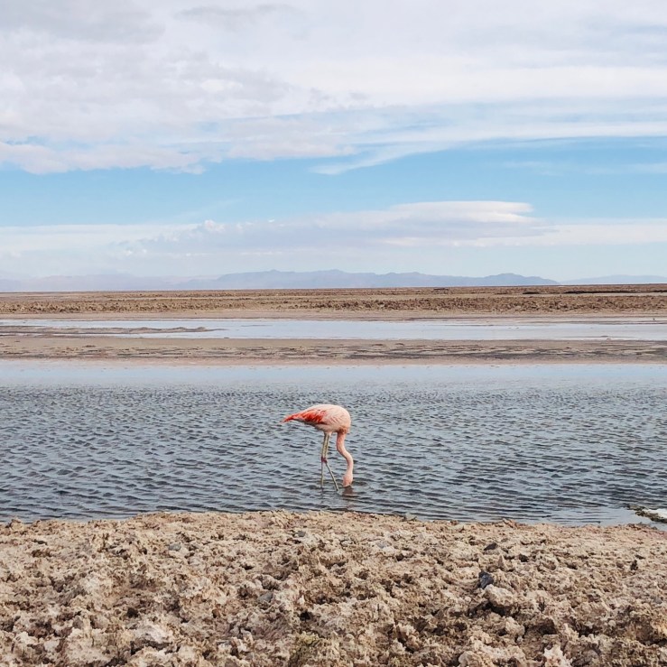 Laguna Chaxa - Salar d'Atacama - Chili
