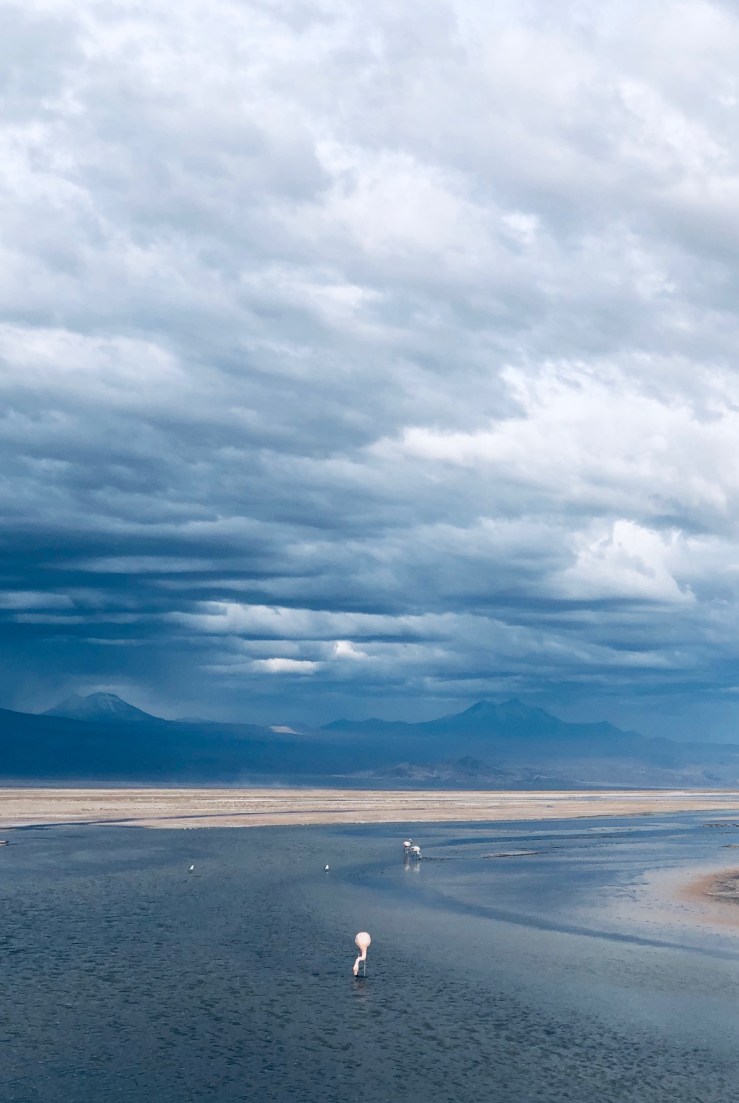 Laguna Chaxa - Salar d'Atacama - Chili