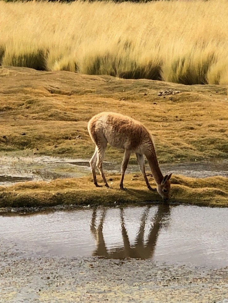 Altiplano- Désert d'Atacama - Chili