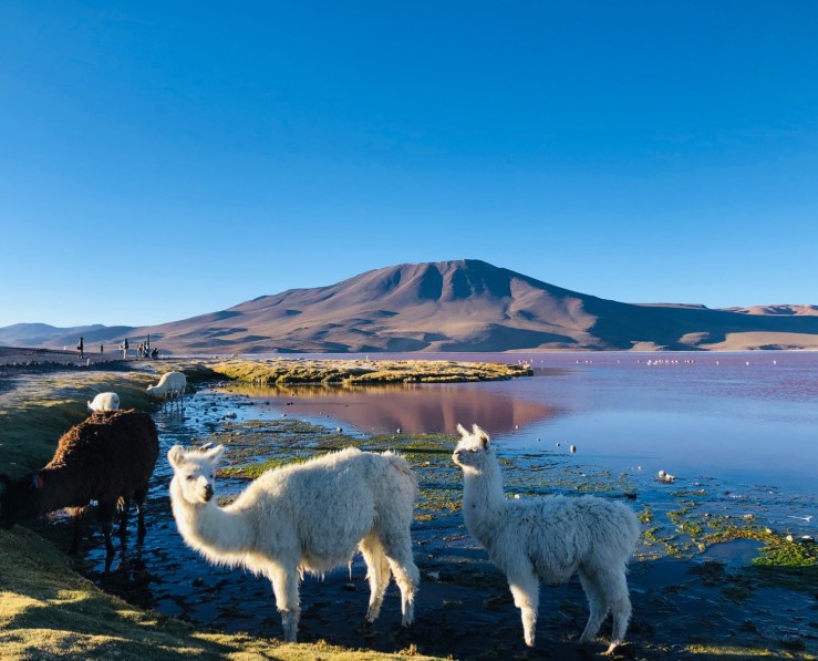 Laguna Colorada - Sud Lipez - Bolivie