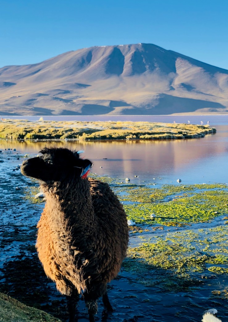 Laguna Colorada - Sud Lipez - Bolivie