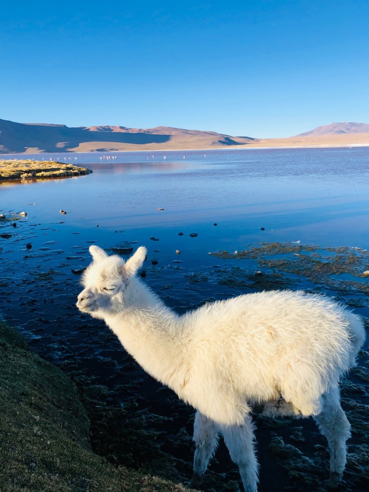 Laguna Colorada - Sud Lipez - Bolivie