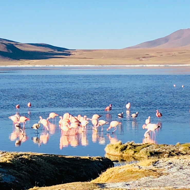 Laguna Colorada - Sud Lipez - Bolivie