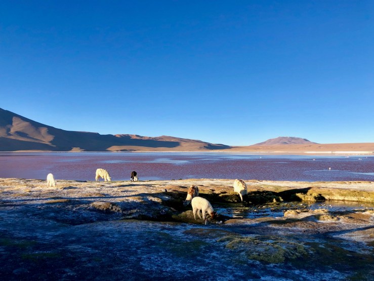 Laguna Colorada - Sud Lipez - Bolivie