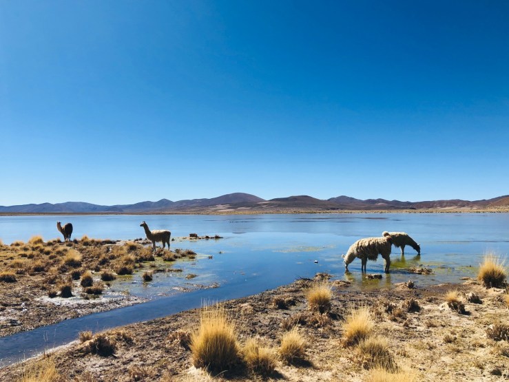 Laguna Escondida - Sud Lipez - Bolivie