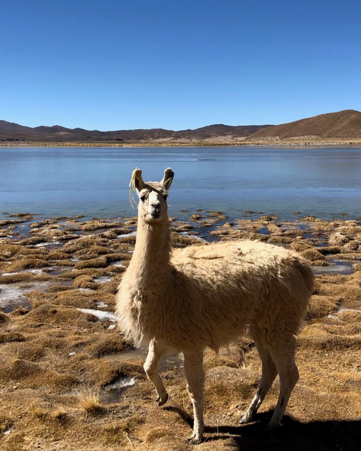 Laguna Escondida - Sud Lipez - Bolivie