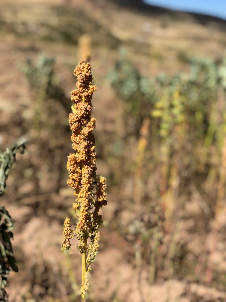 Quinoa - Région de Sucre - Bolivie