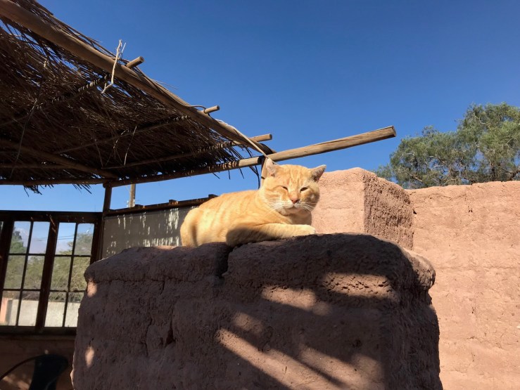 Au royaume des chats - San Pedro de Atacama - Chili